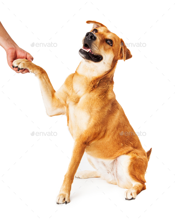 Labrador Mix Shaking Hands Stock Photo by GoodFocused PhotoDune
